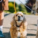 시흥24시센트럴동물의료센터 이미지