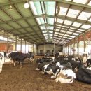 월호목장 이미지