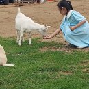 사북시장~태백몽토랑 산양목장 (2024.6.25) 이미지