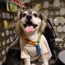 브라보치킨피자 수원호매실점 | 수원 호매실 레스토랑 더블글래스 애견동반 식당 연말모임 추천