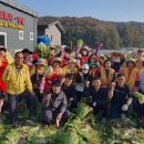 세종시협의회 25년도 김장 시작~ 이미지