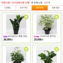 골든플랜트 이미지