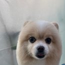 이다애견미용실 이미지