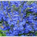 로벨리아 이미지