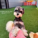 놀러오개 애견유치원 애견호텔 에버랜드점 | 경기 용인 | 넓고 뛰어놀기 좋은 용인 강아지 유치원, 놀러오개 애견유치원 에버랜드점