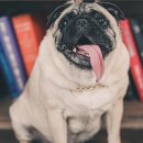 (주)펫둥이 이미지