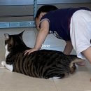 구구사