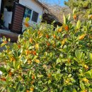 금성농약사 이미지