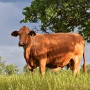 소 이야기 이미지