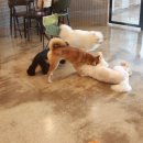 헬로퍼피 이미지