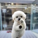 플레이독애견카페 이미지