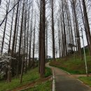 송정메타세콰이어길 이미지