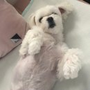 우보리