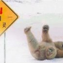 곰 이미지