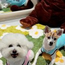 마루마리 이미지