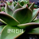 쿤타킨테 이미지