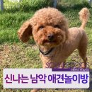 해피 애견 놀이방 이미지