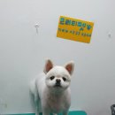 프리티펫 이미지