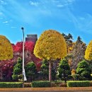 원도심 은행나무 이미지