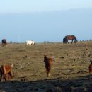 가꿀목장 이미지