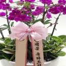 완산-127 이미지