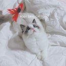 로지데이즈(ROSY DAYS) 이미지