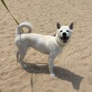 댕댕이랑 떠나는 1박 2일 강릉 여행🌊 / [강릉세인트존스 펫룸 후기🐶] 애견 동반 여행 맛집 추천