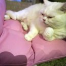 달과고양이 이미지