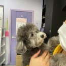 도그웨이살롱 이미지