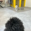 오늘, 그루밍 | 솜그루밍대구 애견호텔 추천 솜그루밍 호텔링 내돈내산 후기 말티푸 모모