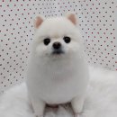 펫피파니 이미지