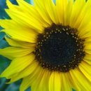 세종사이버대학교 대학원 이미지