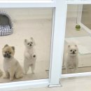 변신하개 이미지