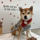 똑똑 애견유치원 이미지
