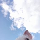 황금돼지복권 이미지