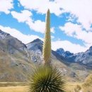 안데스(Andes) 이미지