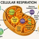 에프티에이치(F.T.H) | 쉽게 배우는 기초 생명 개념_4. 세포호흡(Cellular Respiration)