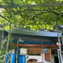 예당사슴건강농원 | 충남 예산 예당호 맛집 어죽 365일 인기맛집 걸죽한 어죽맛 뿅간다