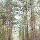 외씨버선길(치유의길) 이미지