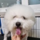 마이핫독 이미지