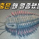 그 많던 삼엽충은 어떻게 멸종했을까? 이미지