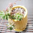 마커스 카페