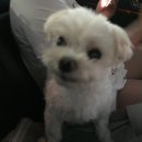 산양키우는 가 | 제주도 반려견 동반 여행🐶 : 2일차 일정 코스 정리