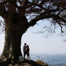 [출발-부여]가림성 사랑나무 & 부소산성 단풍(11/16 토요일) 이미지