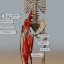 Understanding Hip Flexion: Anatomy, Muscles, and Range of Motion 이미지