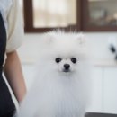 스위프트살롱 이미지