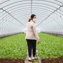 한코리아(HAN KOREA) 이미지