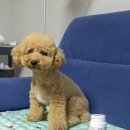 임프로동물병원 이미지