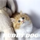 버디독 강아지분양 고양이분양 안심분양센터 인천점 이미지