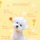 비숑 리치 첫 방문 스포팅 라인 &amp; 귀툭 포인트, 하트 포인트컷까지 맞춤 미용후기 | 안다펫살롱